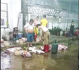 澄迈生猪批发疑云 白猪变黑猪背后的食品安全隐忧